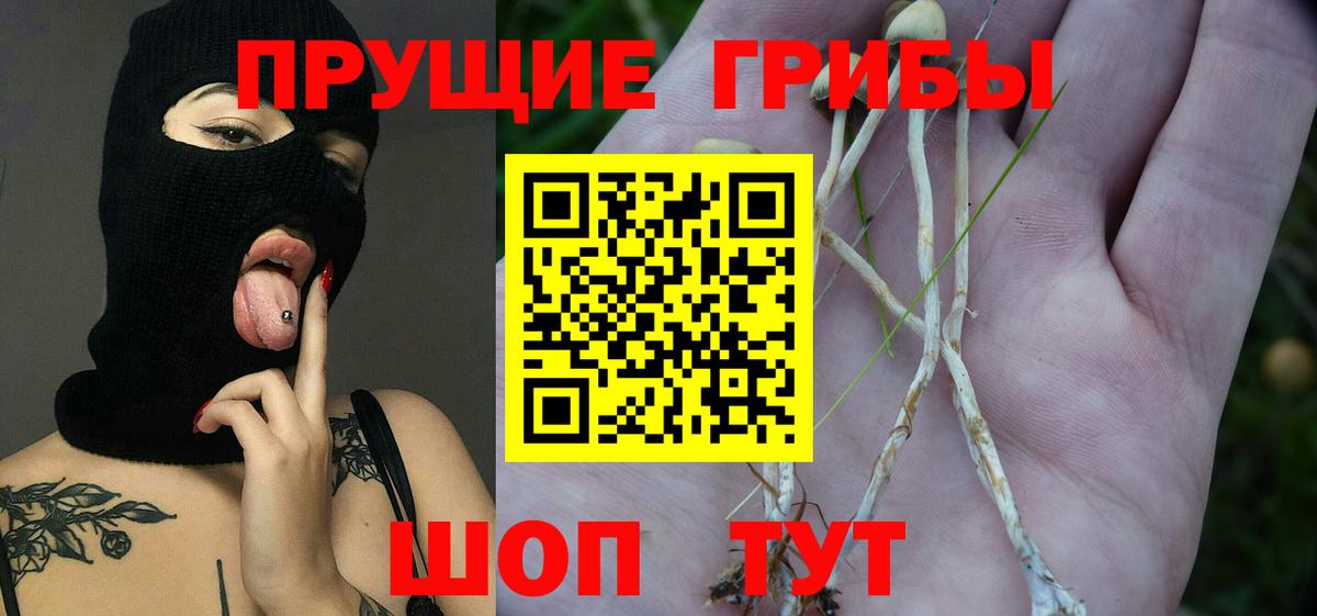 Галлюциногенные грибы Psilocybe Сызрань